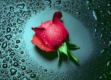une rose rouge